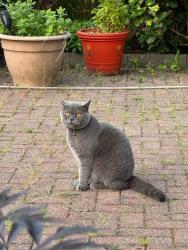 Lost Male Cat last seen Werneth Primary School, Greater Manchester, England OL8 1RR