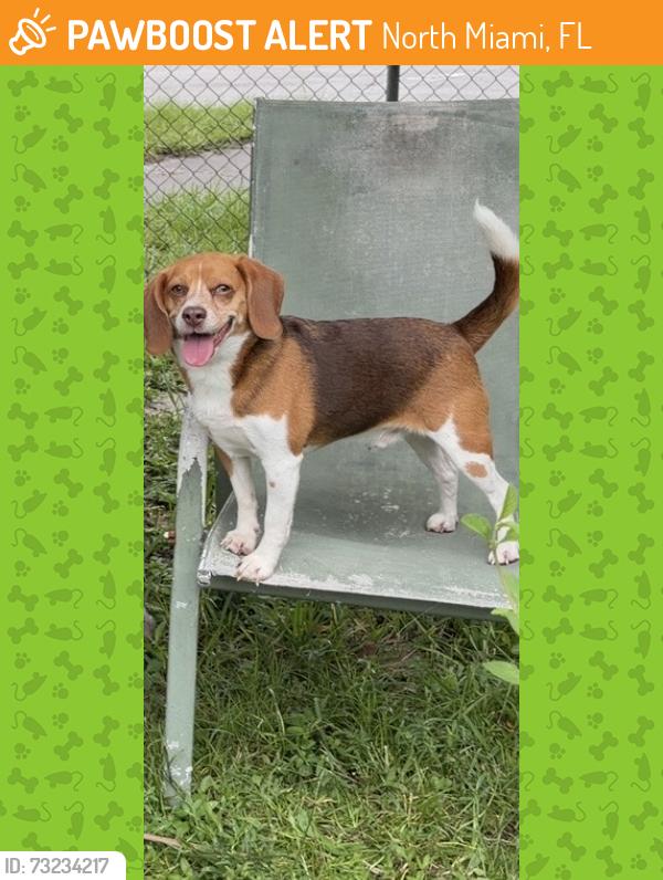 Found/Stray Male Dog last seen The coin laundry, North Miami, FL 33168
