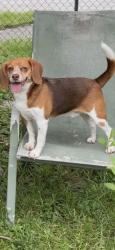 Found/Stray Male Dog last seen The coin laundry, North Miami, FL 33168