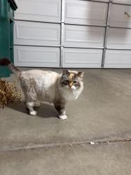 Reunited Unknown Cat last seen Conley Square, Brighton, MI 48116