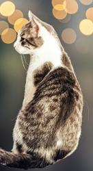 Lost Male Cat last seen Walmart parking lot in Hastings, Hastings, MN 55033