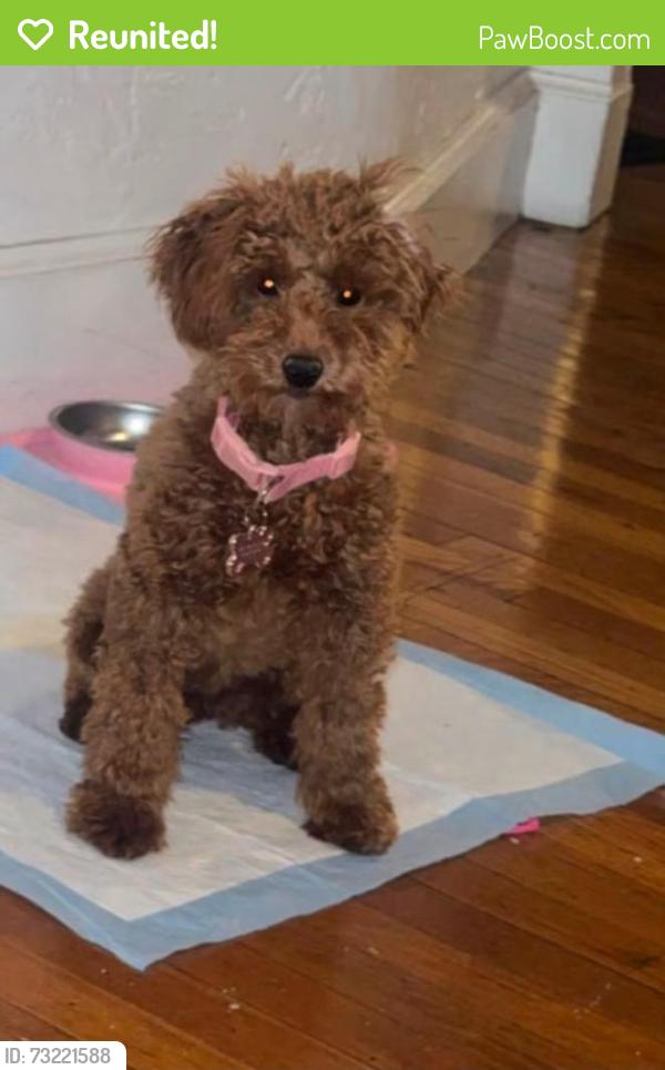 Reunited Female Dog last seen Hancock street & Swan street, Everett, MA 02149