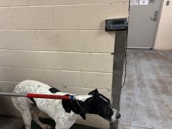 Shelter Stray Female Dog last seen Near BLOCK GADWALL RD, OKLAHOMA CITY OK 73179, 2811 SE 29th St, Oklahoma City, OK 73129, USA