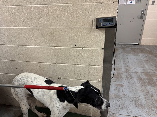 Shelter Stray Female Dog last seen Near BLOCK GADWALL RD, OKLAHOMA CITY OK 73179, 2811 SE 29th St, Oklahoma City, OK 73129, USA