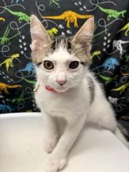 Shelter Stray Male Cat last seen Near BLOCK LIME ST, 6851 Van Buren Boulevard, Jurupa Valley, CA 92509, USA