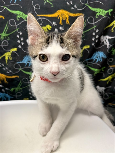 Shelter Stray Male Cat last seen Near BLOCK LIME ST, 6851 Van Buren Boulevard, Jurupa Valley, CA 92509, USA