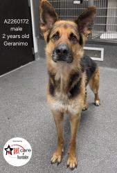 Shelter Stray Male Dog last seen , 3201 Lacy St, Los Angeles, CA 90031, USA