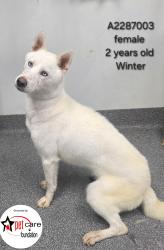 Shelter Stray Female Dog last seen , 3201 Lacy St, Los Angeles, CA 90031, USA