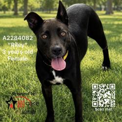 Shelter Stray Female Dog last seen , 3201 Lacy St, Los Angeles, CA 90031, USA