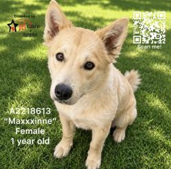 Shelter Stray Female Dog last seen , 3201 Lacy St, Los Angeles, CA 90031, USA