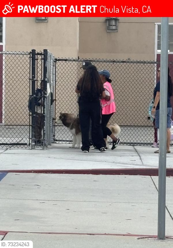 Lost Unknown Dog last seen He is at the School Veterans ✏️ school elementary. They will keep in there., Chula Vista, CA 91913