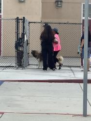 Lost Unknown Dog last seen He is at the School Veterans ✏️ school elementary. They will keep in there., Chula Vista, CA 91913
