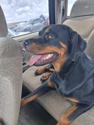 Lost Female Dog last seen Pugh rd granny Wright ln, Nashville, TN 37076