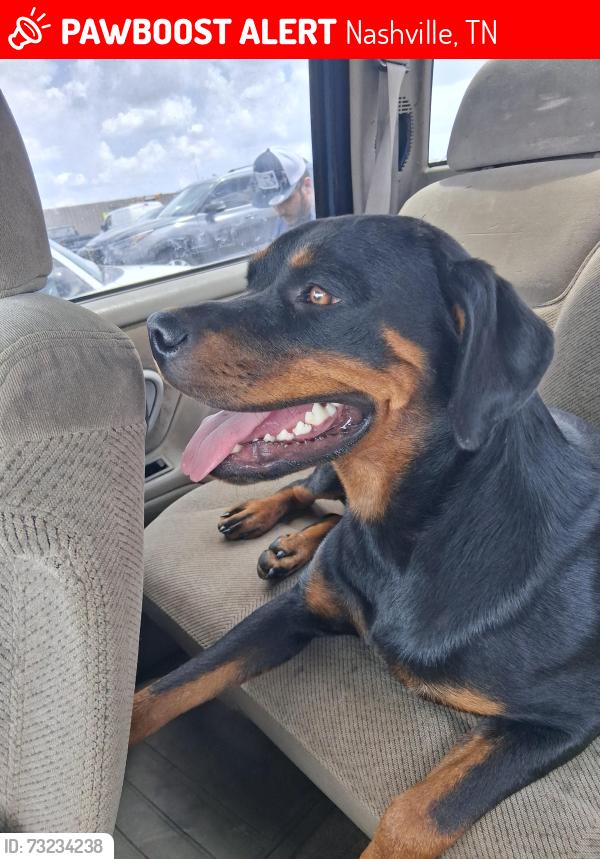 Lost Female Dog last seen Pugh rd granny Wright ln, Nashville, TN 37076