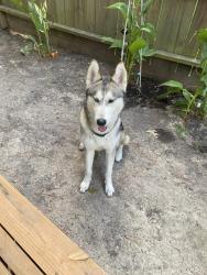 Reunited Female Dog last seen Wood Scent ct & High Oaks, Spring, TX 77380