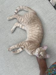Found/Stray Male Cat last seen North Livernois Rd., Rochester MI, Rochester Hills, MI 48307