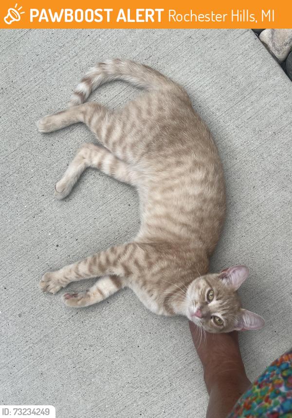 Found/Stray Male Cat last seen North Livernois Rd., Rochester MI, Rochester Hills, MI 48307