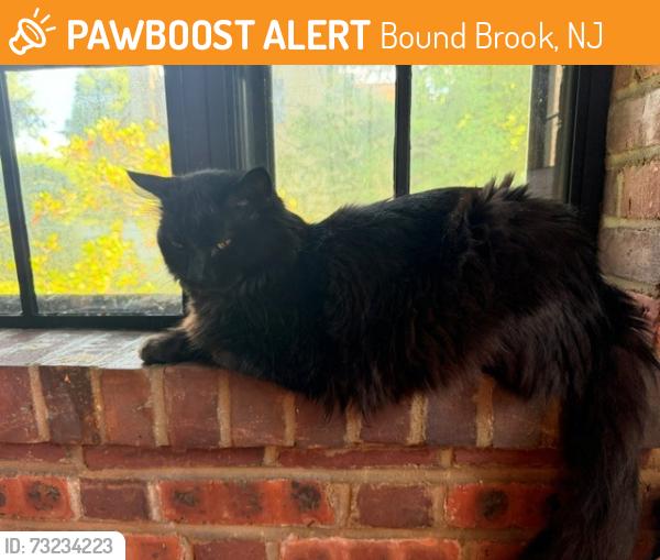 Found/Stray Unknown Cat last seen piedmont and church, Bound Brook, NJ 08805