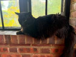 Found/Stray Unknown Cat last seen piedmont and church, Bound Brook, NJ 08805