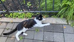 Reunited Unknown Cat last seen New York Avenue, Union City, NJ 07087
