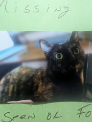 Lost Female Cat last seen Pine street, Philipsburg, PA 16866