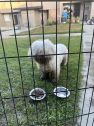 Found/Stray Male Dog last seen Cross walk, Los Angeles, CA 90023