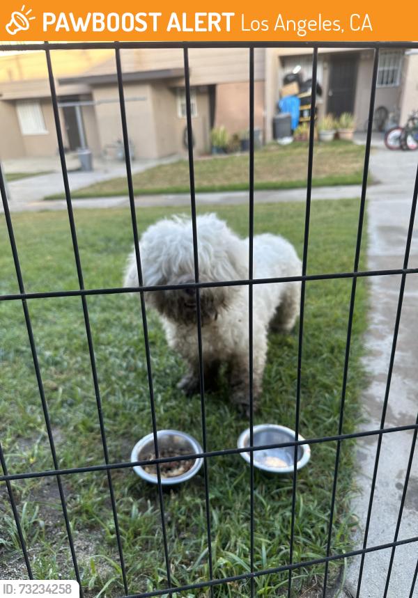 Found/Stray Male Dog last seen Cross walk, Los Angeles, CA 90023