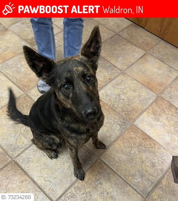 Lost Female Dog last seen Waldron, Waldron, IN 46182
