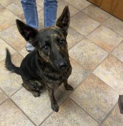 Lost Female Dog last seen Waldron, Waldron, IN 46182