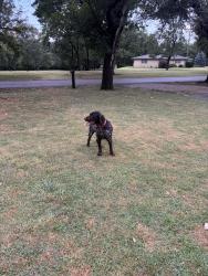 Found/Stray Unknown Dog last seen 53rd north and Meridian, Wichita, KS 67204