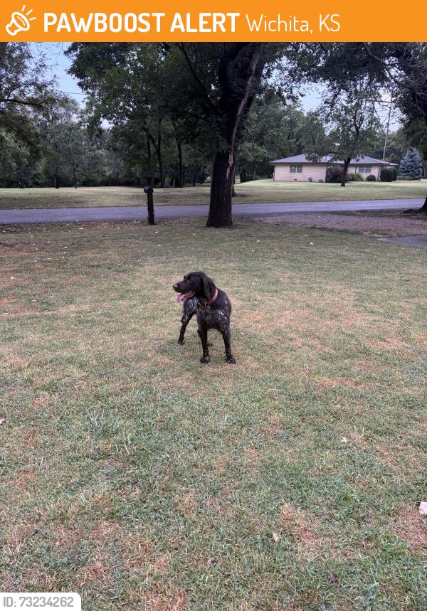 Found/Stray Unknown Dog last seen 53rd north and Meridian, Wichita, KS 67204