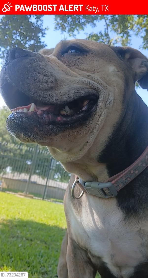 Lost Female Dog last seen Park Row, Katy, TX 77449