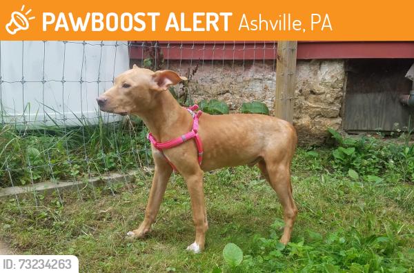 Found/Stray Male Dog last seen Watt Road and rt 36, Ashville, PA 16613