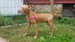 Found/Stray Male Dog last seen Watt Road and rt 36, Ashville, PA 16613