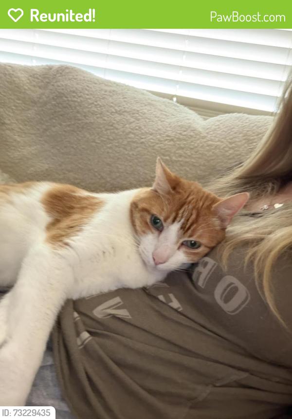 Reunited Male Cat last seen Geary, Walnut Creek, CA 94597