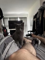 Lost Female Cat last seen Asda Radcliffe, Radcliffe, England M26 1UA