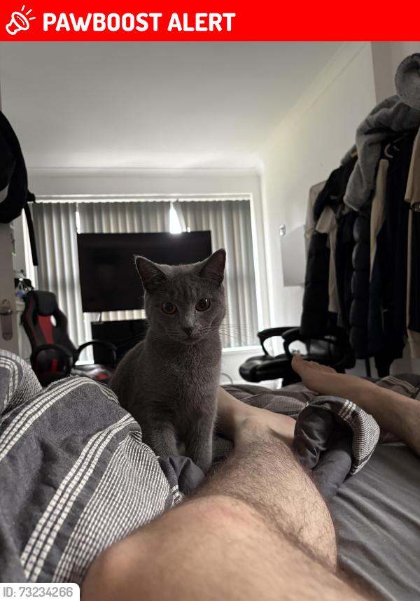 Lost Female Cat last seen Asda Radcliffe, Radcliffe, England M26 1UA