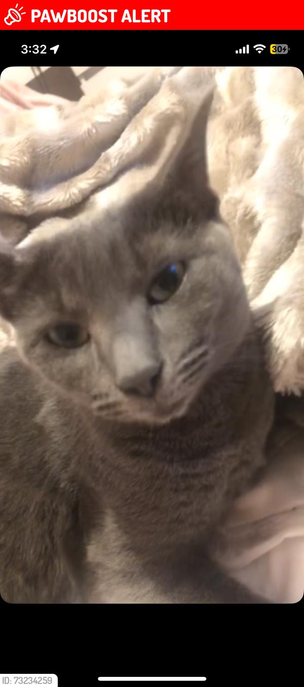 Lost Female Cat last seen snowhill place, toddington, bedfordshire., Toddington, England 