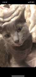 Lost Female Cat last seen snowhill place, toddington, bedfordshire., Toddington, England 