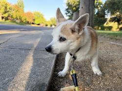 Reunited Male Dog last seen Gibbons Park, Carmichael, CA 95608