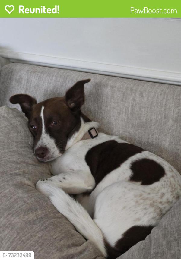 Reunited Female Dog last seen Spring Cypress and Normandy Forest Dr, Spring, TX 77388