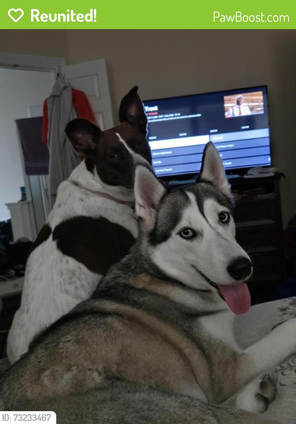 Reunited Female Dog last seen Spring Cypress and Normandy Forest Dr, Spring, TX 77388