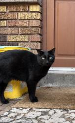 Lost Female Cat last seen Near west 600 north Logan, Logan, UT 84321