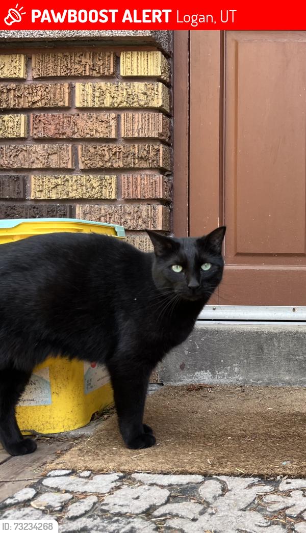 Lost Female Cat last seen Near west 600 north Logan, Logan, UT 84321