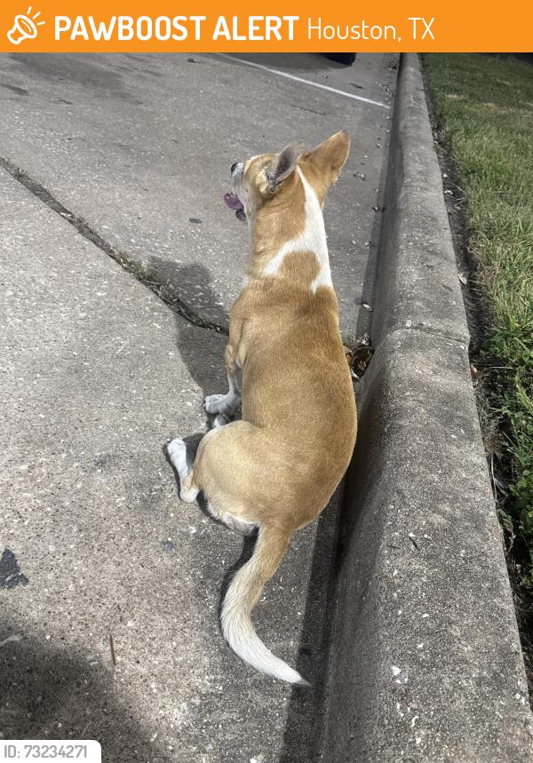 Found/Stray Male Dog last seen Old Galveston, Houston, TX 77034
