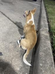 Found/Stray Male Dog last seen Old Galveston, Houston, TX 77034