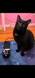 Lost Female Cat last seen Airport road, Pinehurst, NC 28374