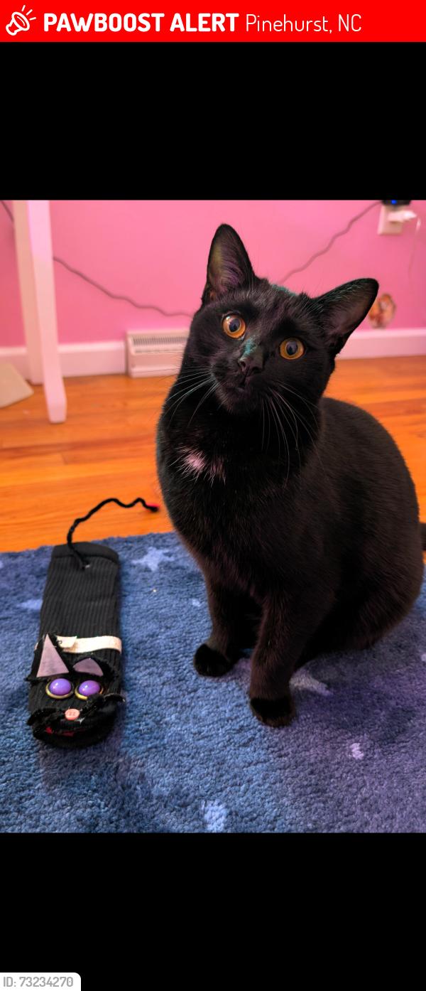 Lost Female Cat last seen Airport road, Pinehurst, NC 28374