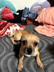 Lost Male Dog last seen Lake point dr, Willis, TX 77318