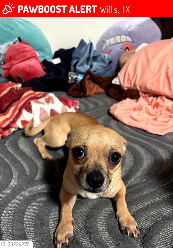 Lost Male Dog last seen Lake point dr, Willis, TX 77318